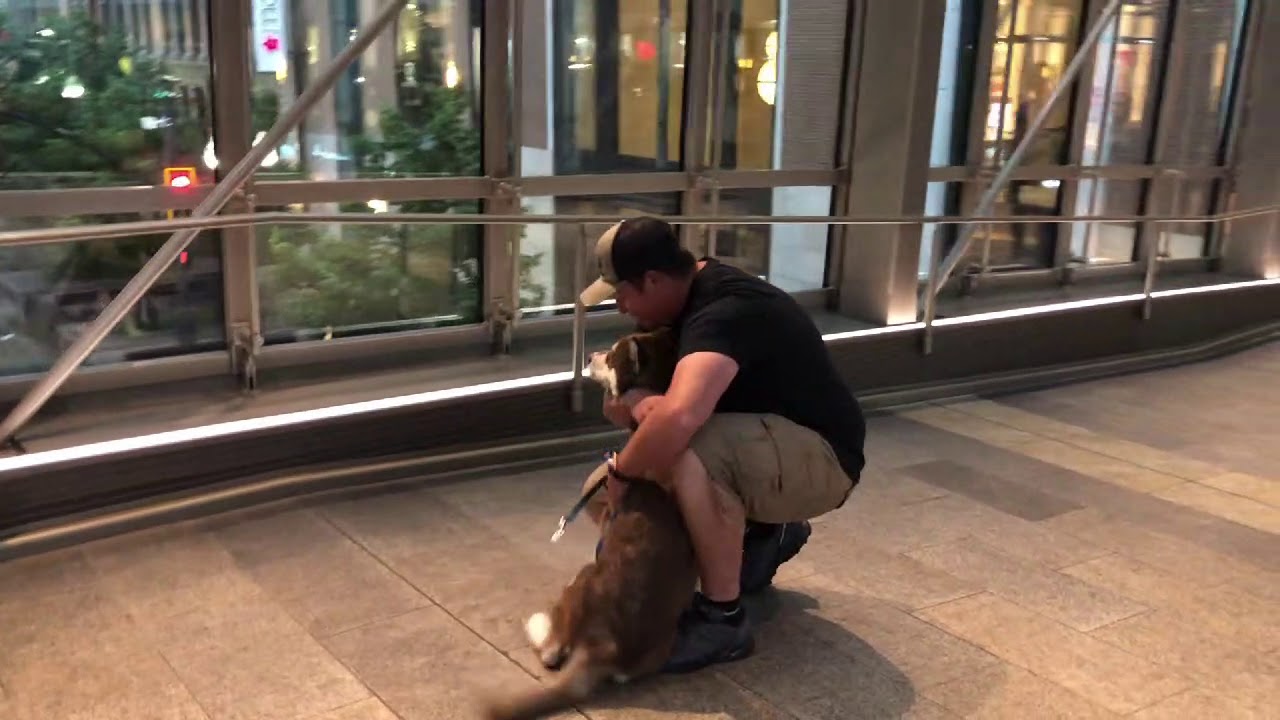 Salt Lake City Dog Trainers ||| OLK9 Utah ||| 5 Month Old Alaskan Malamute, INDY