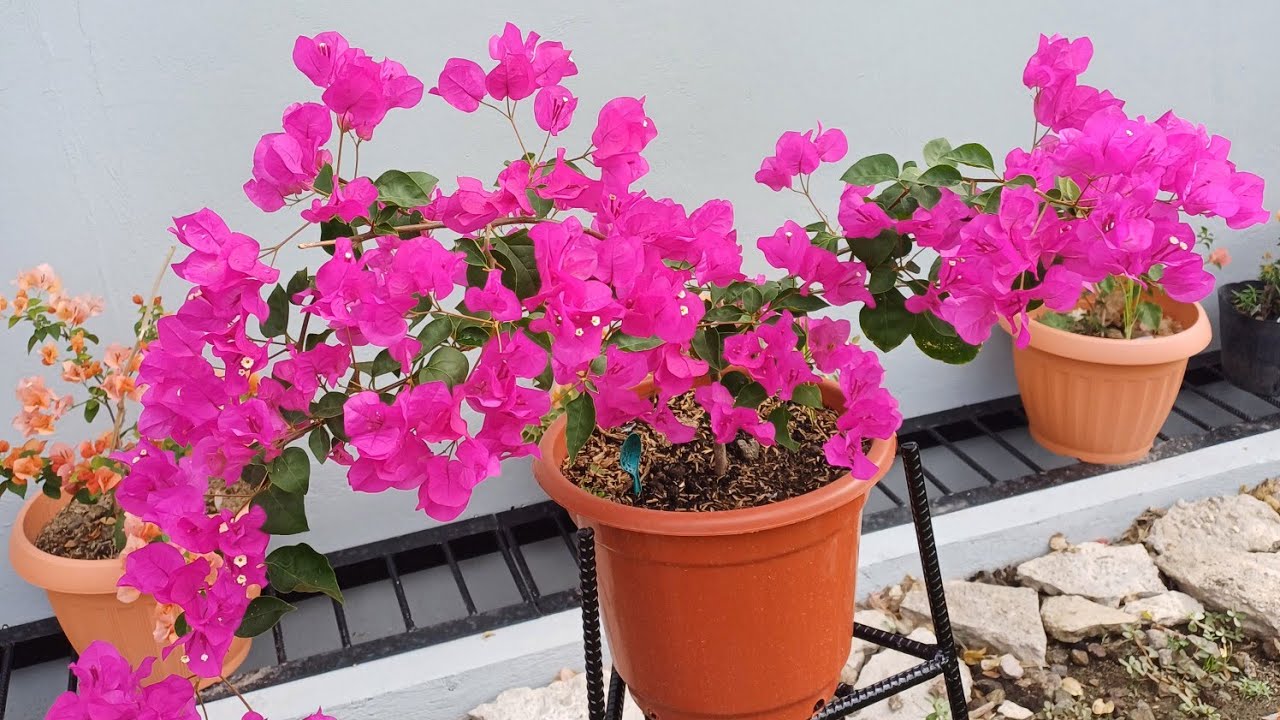 Tips how to grow bougainvilla cuttings#blissfullife # #garden #nature  
