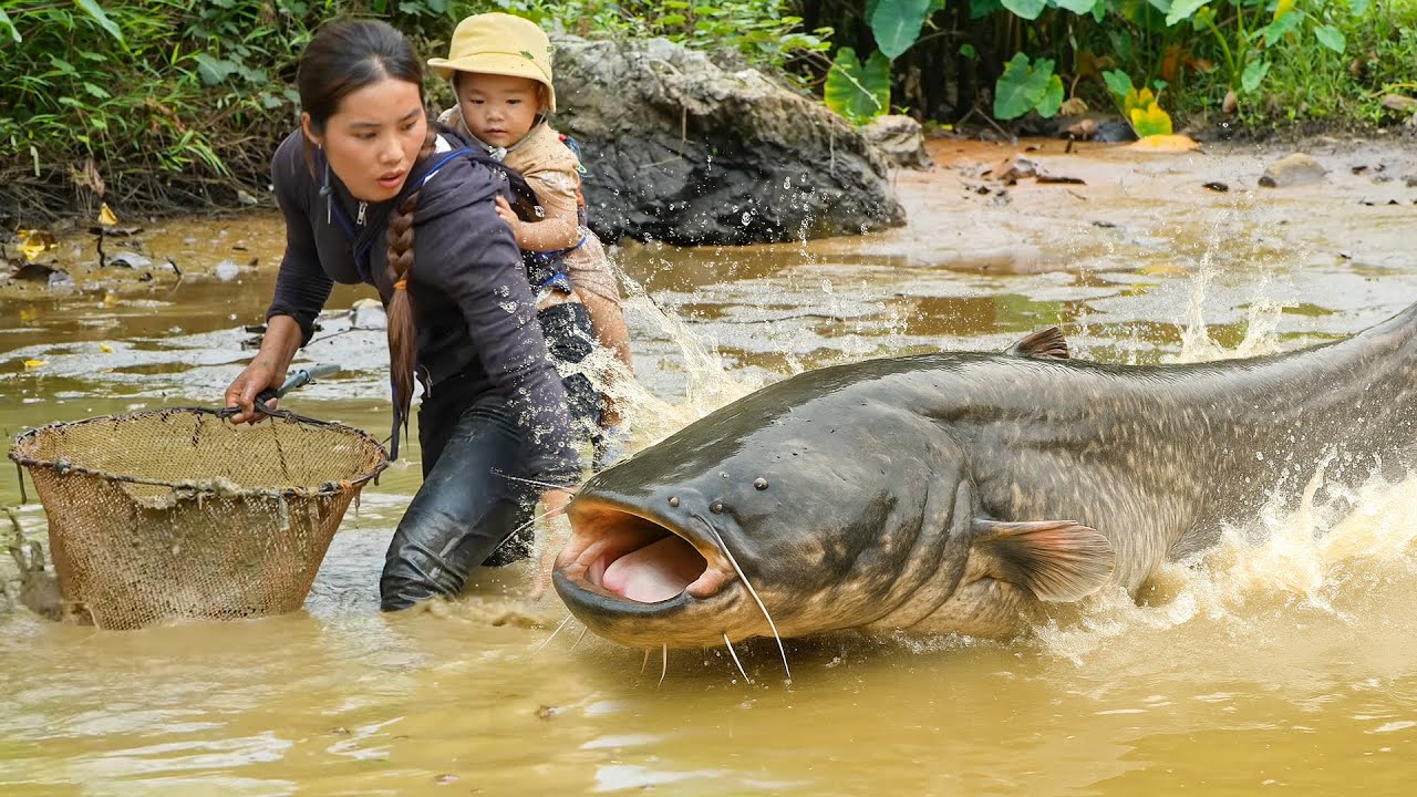 Catching a 500kg+ Giant Wild Catfish & Huge School of Carp by Hand to Sell at the Fish Market