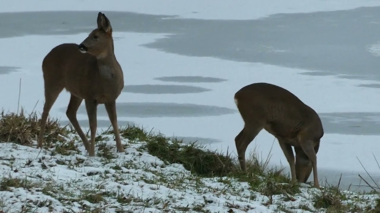 Reh Rehe am See Rudel Bambi Rehböcke Rehbock #reh #rehe #rehbock #rehböcke #bambi #kitz