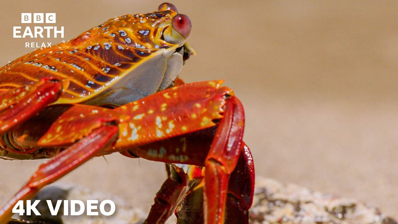 A Tranquil 4K Coastal Journey | Calm Shores & Open Seas | BBC Earth Relax