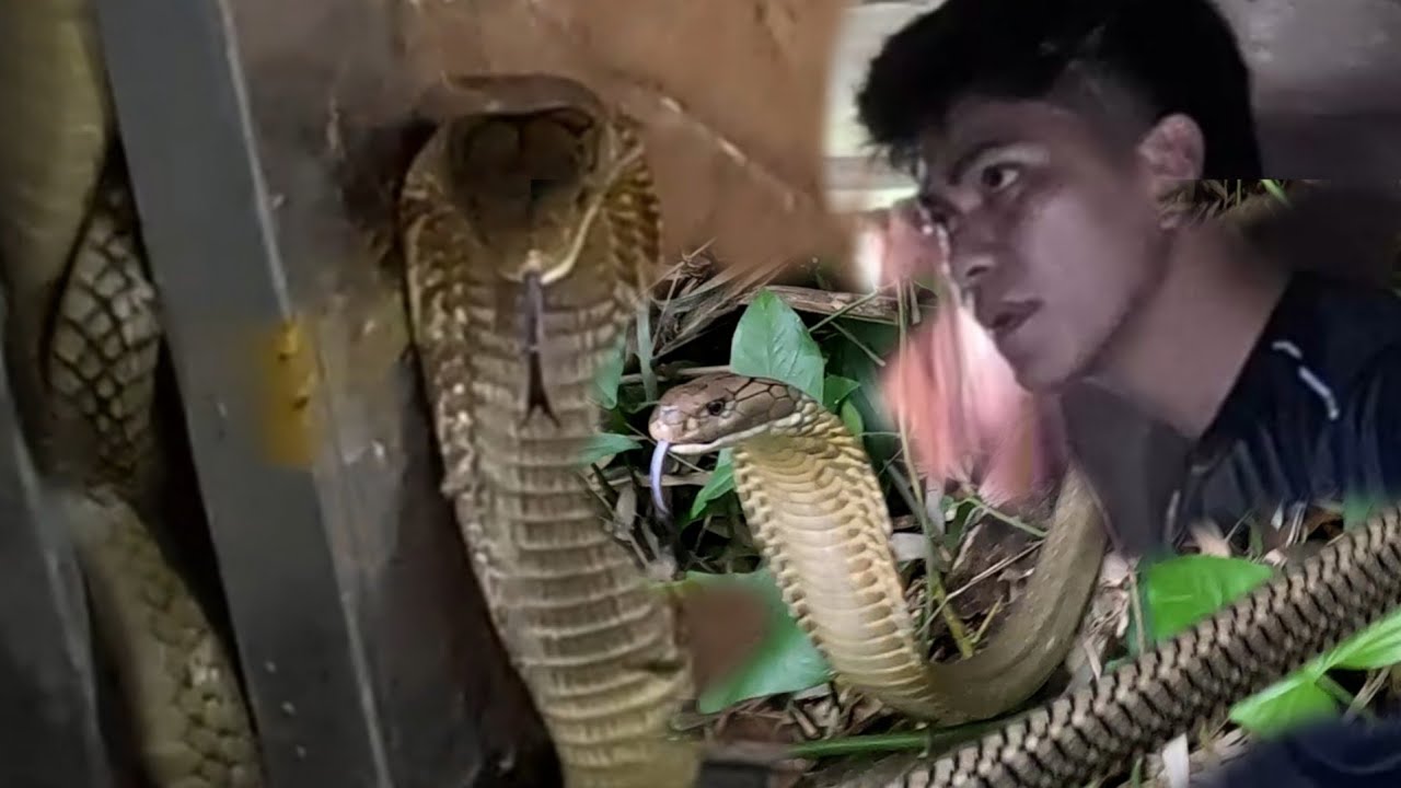 DALAWANG KING COBRA ANG NAMASOK NG LUMANG BAHAY