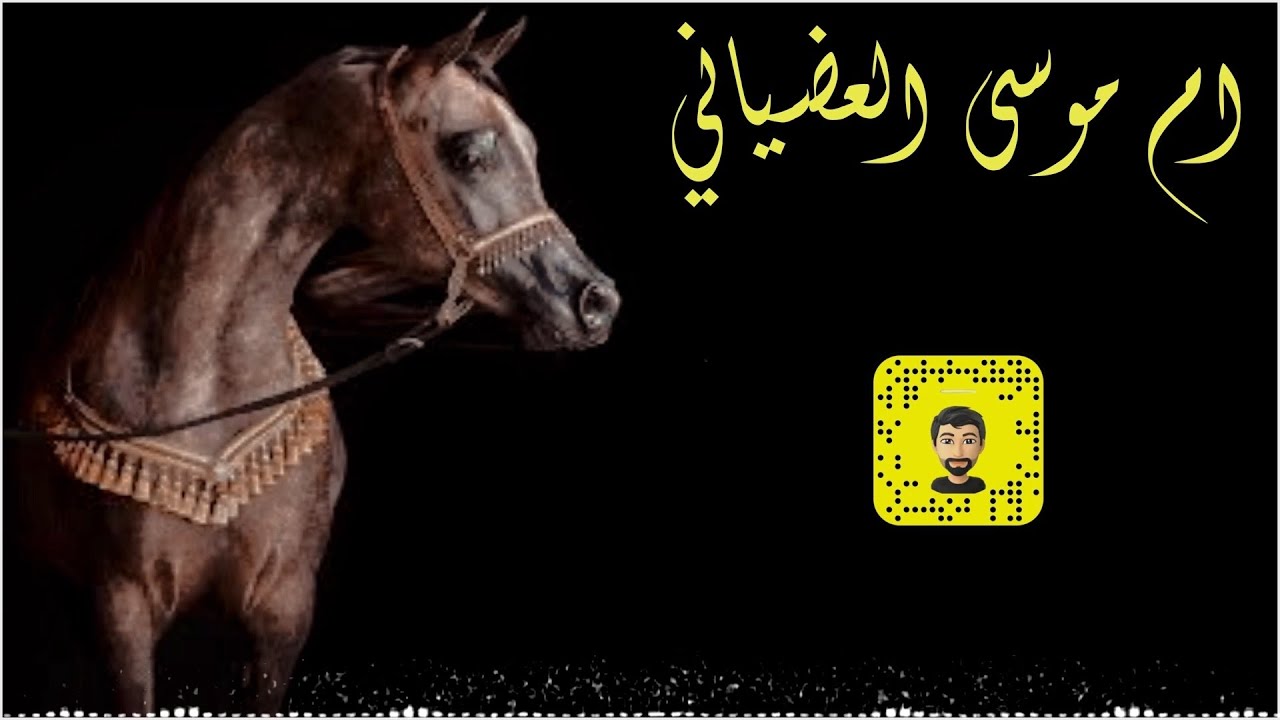 شيلة : ام موسى العضياني - سعد محسن ( حصرياً ) 2025