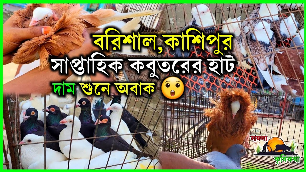 বরিশাল কাশিপুর সাপ্তাহিক হাট || বিভিন্ন প্রজাতির কবুতর হাঁস মুরগির দাম দর বিস্তারিত দেখুন ||