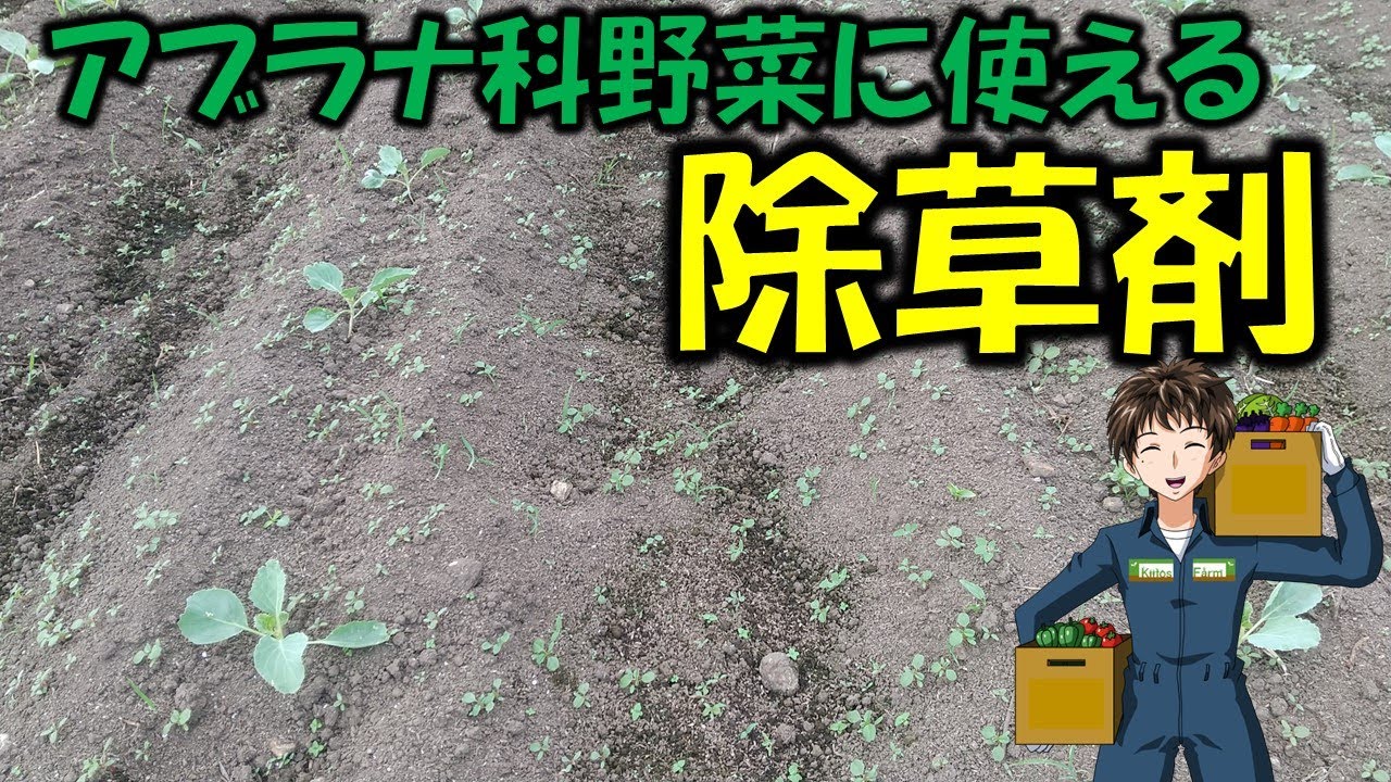 【除草剤】キャベツ､白菜､ブロッコリー､大根､小松菜などアブラナ科野菜はいっぱい作る。
