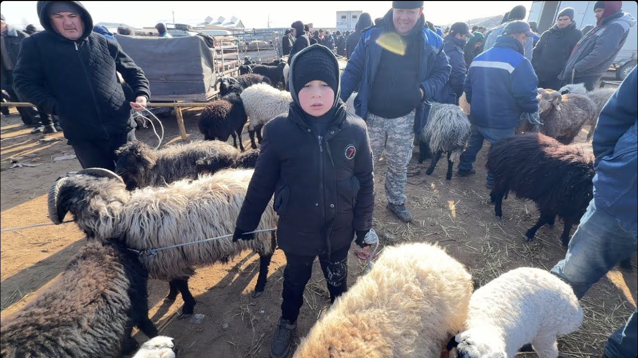 Мол бозор куй кучкор нархлари 01.03.2026 Mol bozor qo’y qo’chqor narxlari