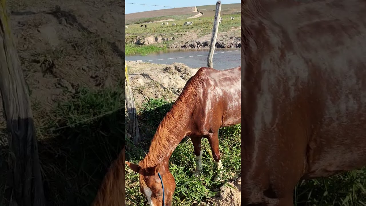 Pastorando o meu cavalo 