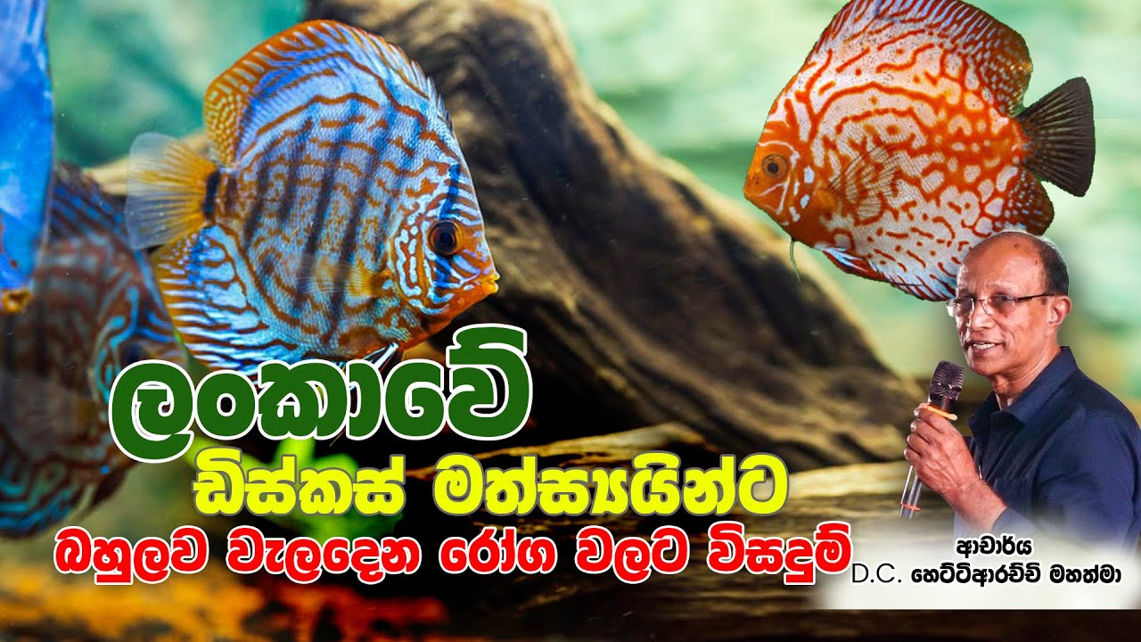 ලංකාවේ ඩිස්කස් මත්ස්‍යයින්ට බහුලව වැලදෙන රෝග වලට විසදුම් | ආචාර්ය D.C. හෙට්ටිආරච්චි මහත්මා