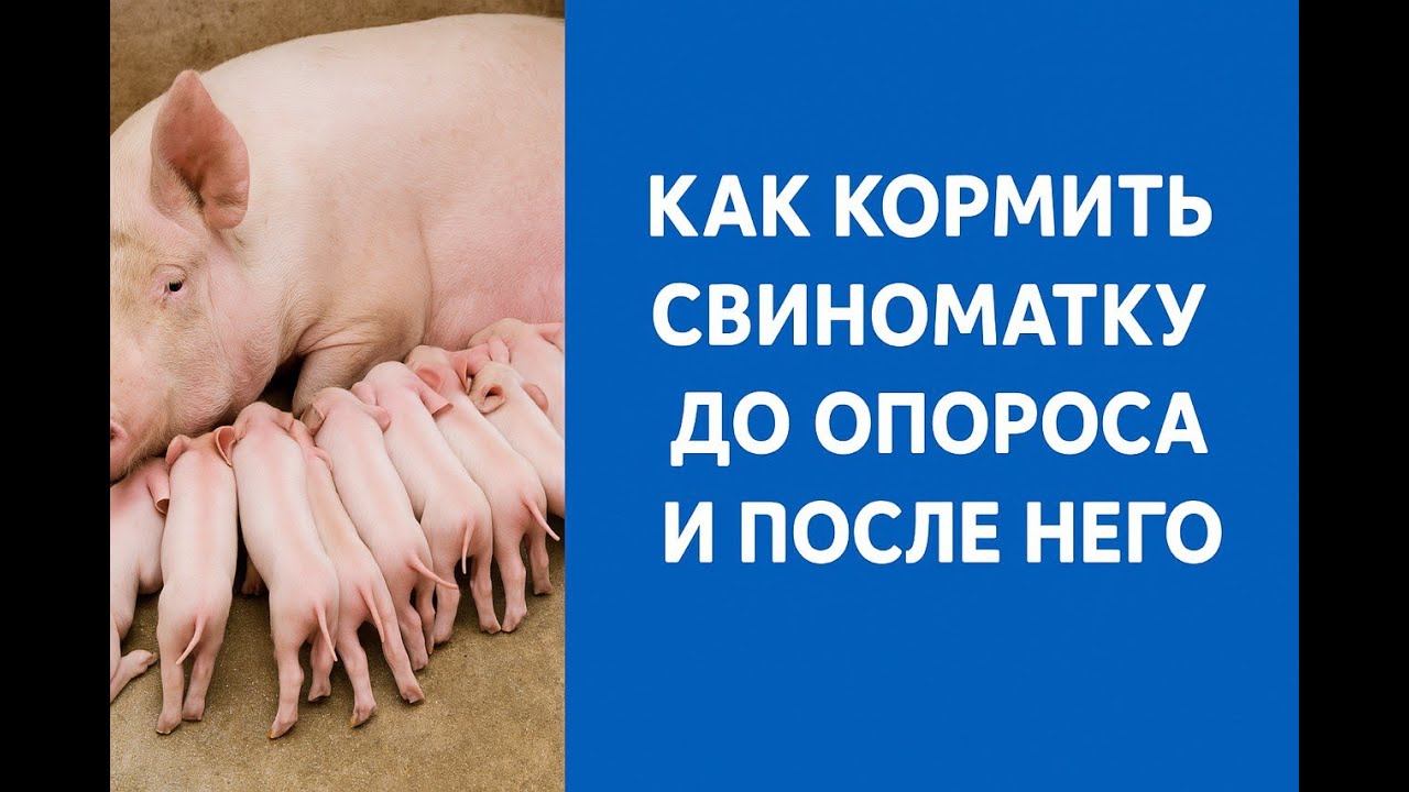 Как кормить свиноматку перед опоросом и в первые дни после него, чтобы избежать многих проблем
