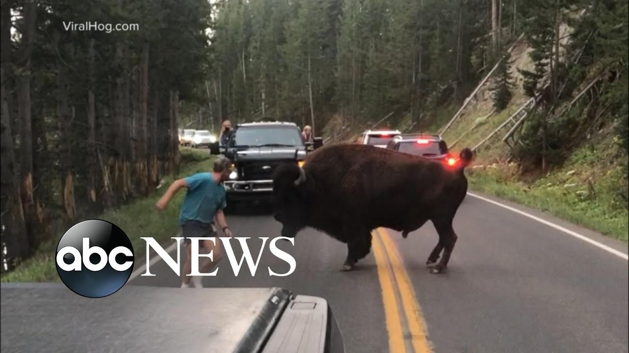 Man taunts bison at Yellowstone
