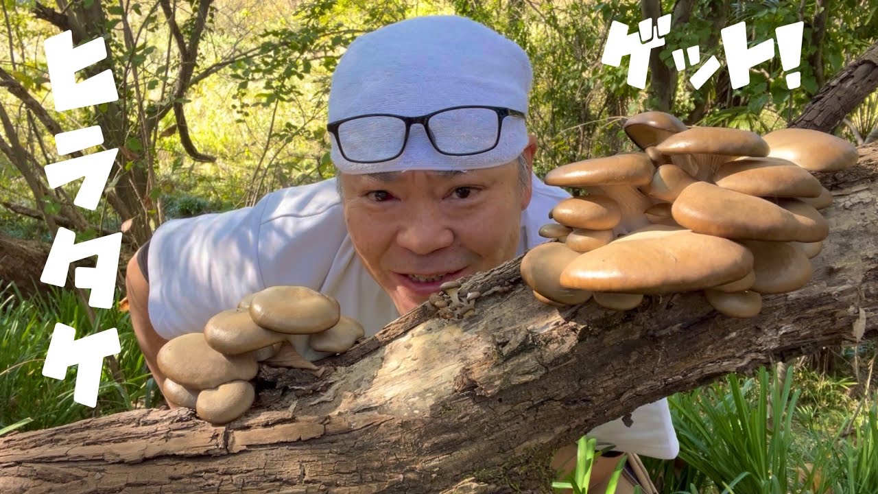 きのこ狩り】ヒラタケ少し採れました