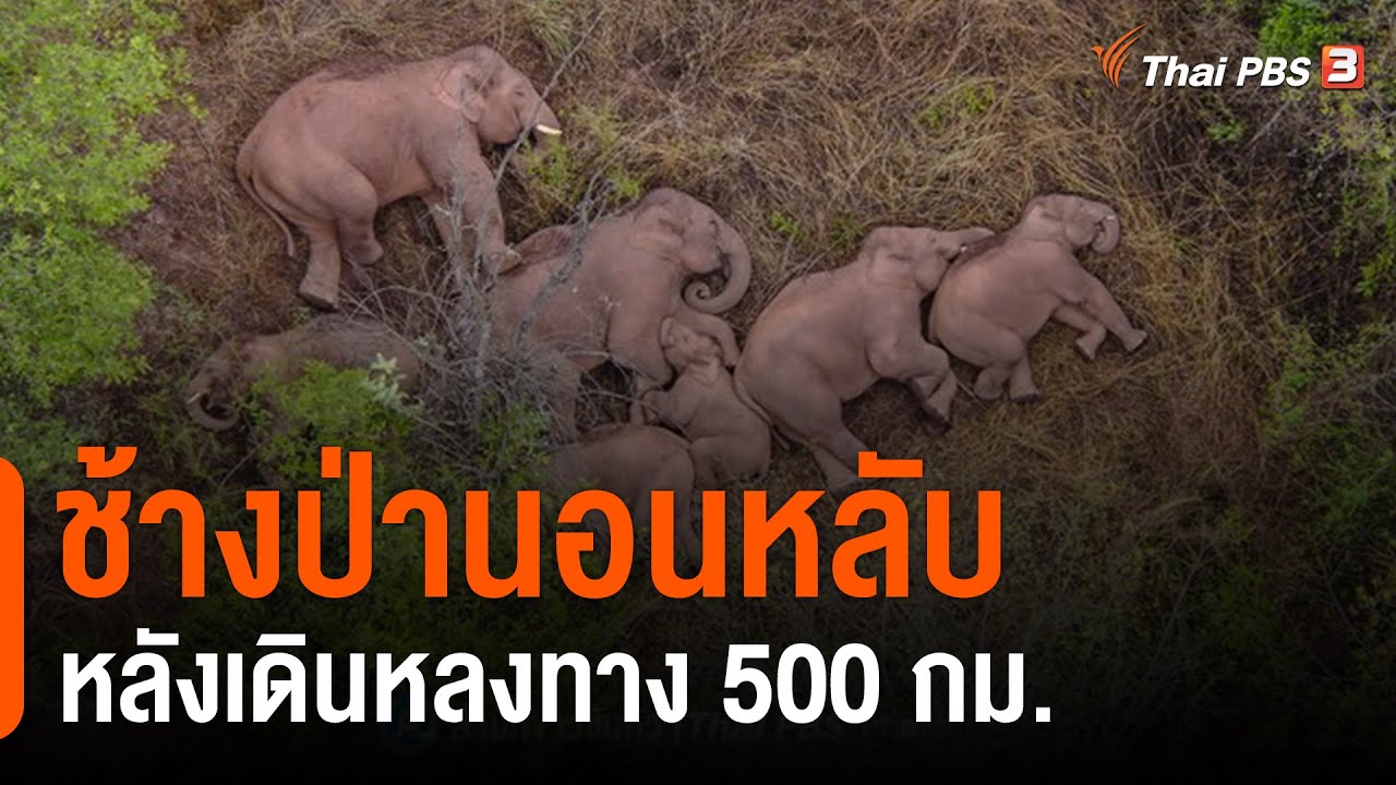 ช้างป่านอนหลับ หลังเดินหลงทาง 500 กม.