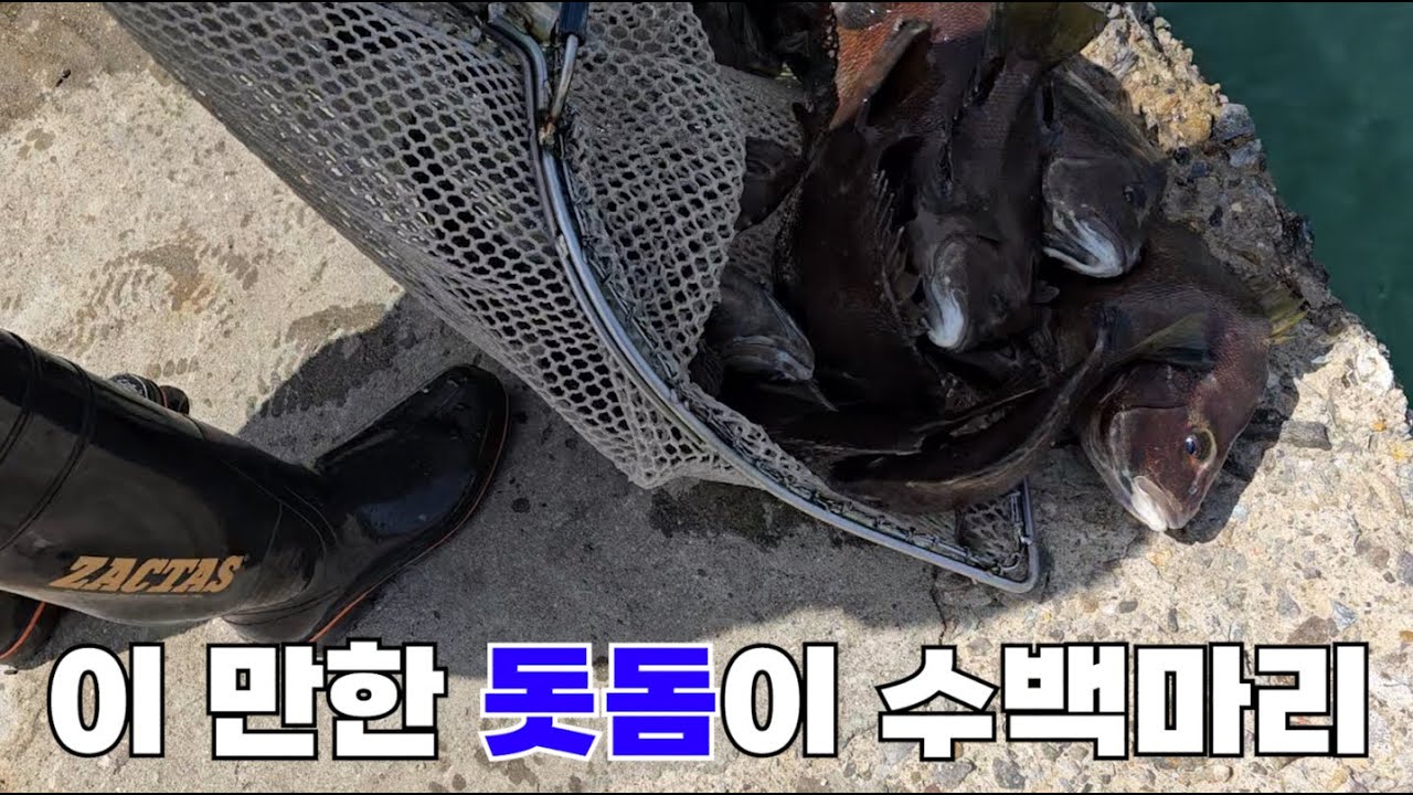 동끝바다낚시터는 어떤 물고기가 있을까? 그리고 실제 체험사례는?