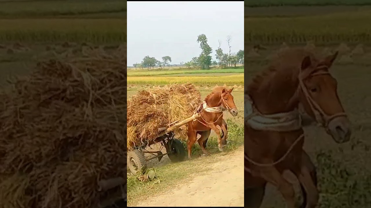 Transporting Crops by Horse Cart | A Glimpse of Rural Life।#shorts #horse #fyp #100mviews