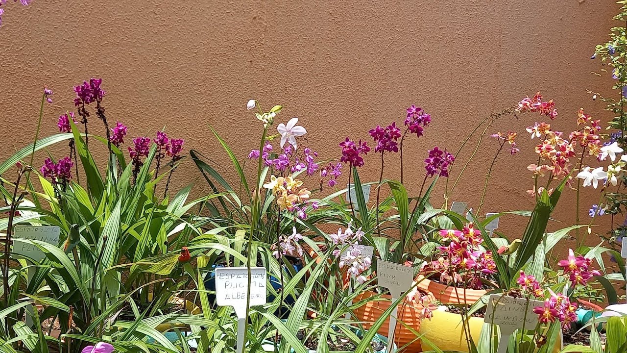 ATUALIZAÇÕES DAS #orquideas  #spathoglottis