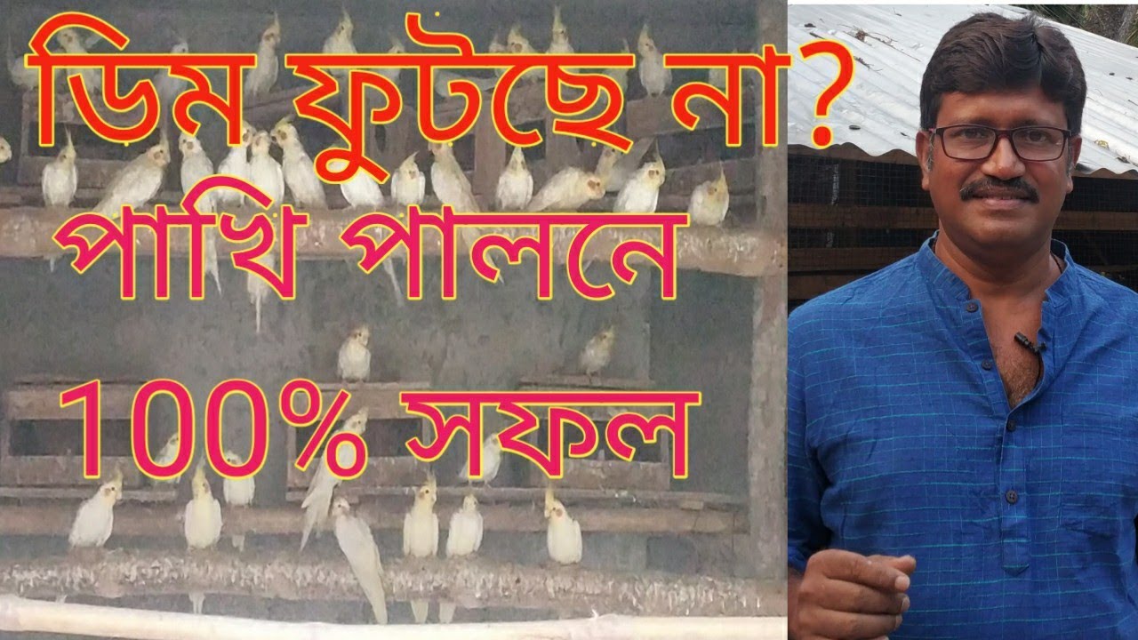 পাখি ডিম দিচ্ছে ! বাচ্চা হচ্ছে না? 100% সফলতা ||
