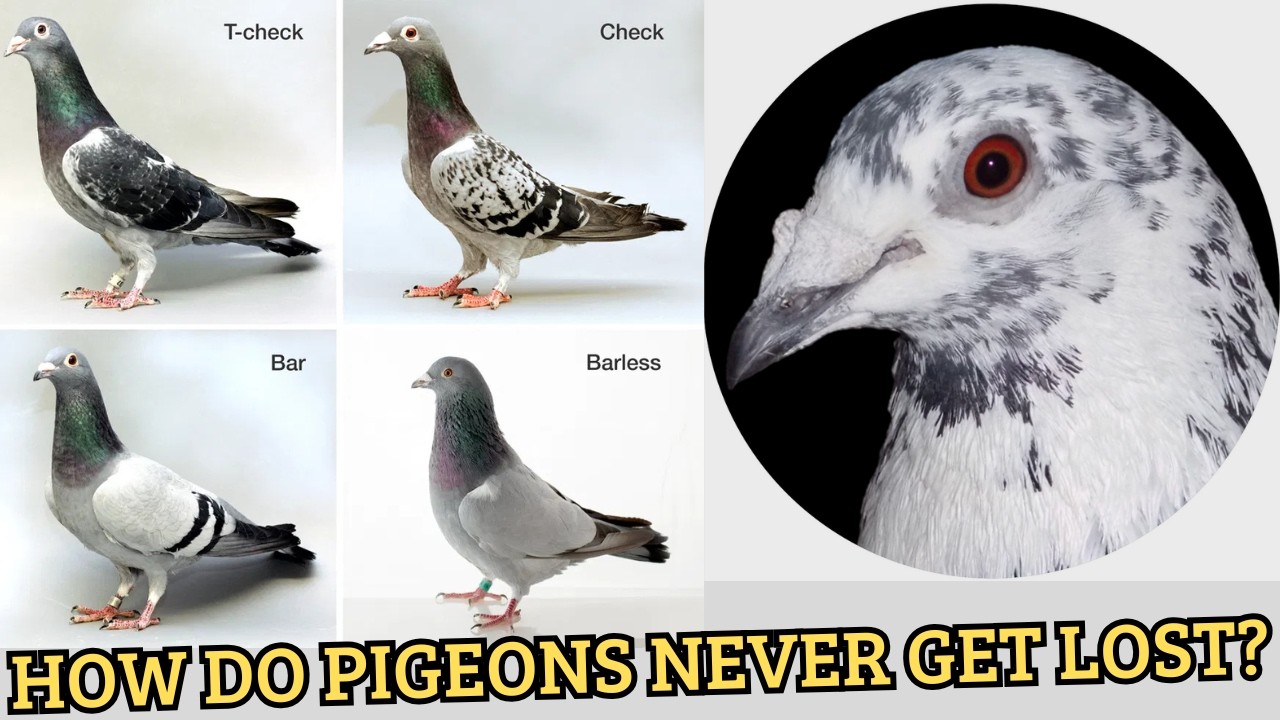 How Do Homing Pigeons Find Their Way Home?