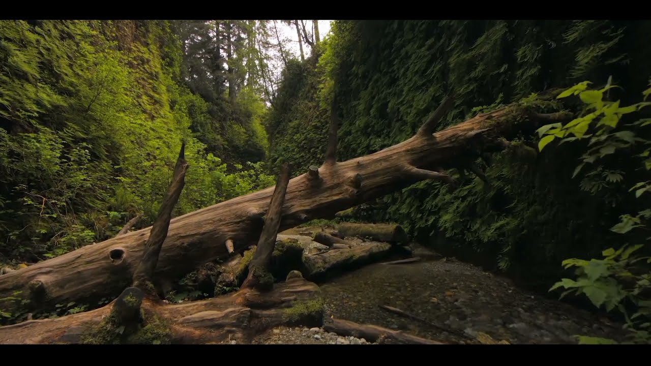 Refresh and relax forest sound and music