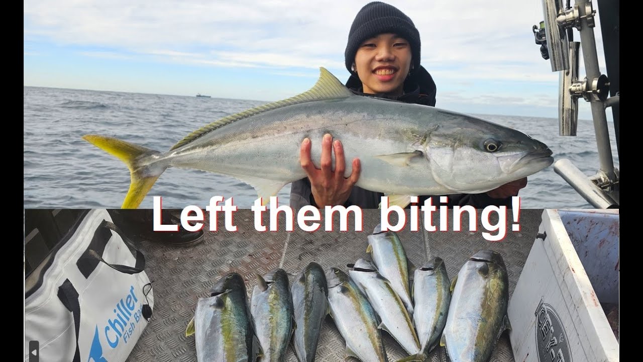 Sydney Kingfish | Using Cannon Downrigger along the cliffs | Bar crusher 730HT| Yellowtail kingfish|