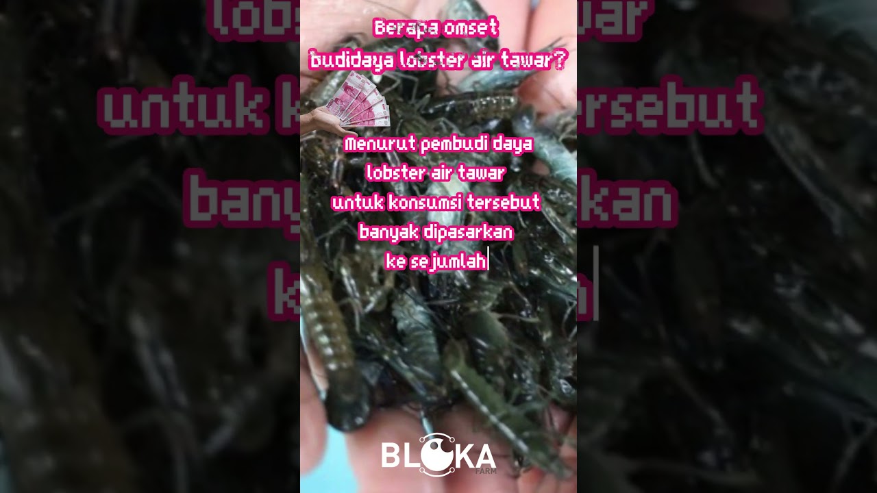 Berapa omset budidaya lobster air tawar?