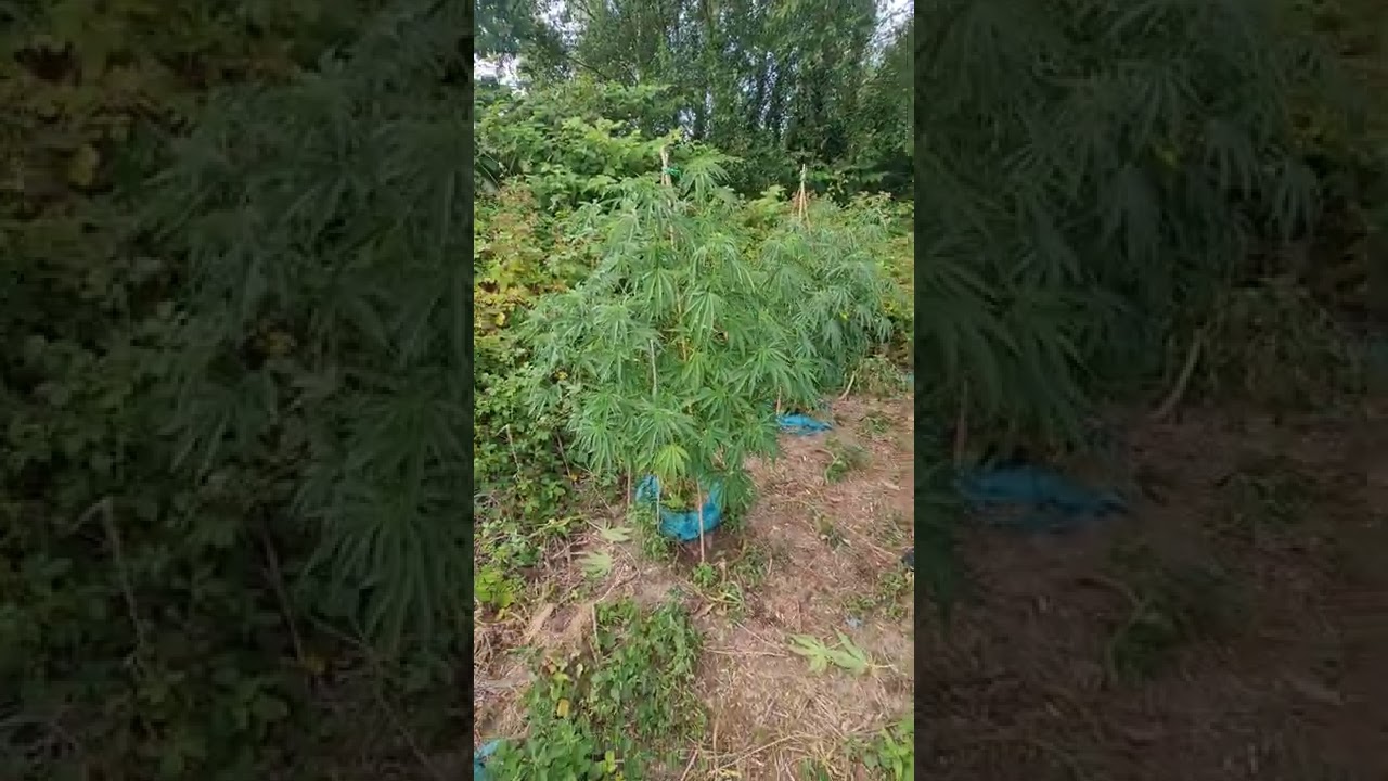 caught them just in time for a big drink ,real gorilla seeds site