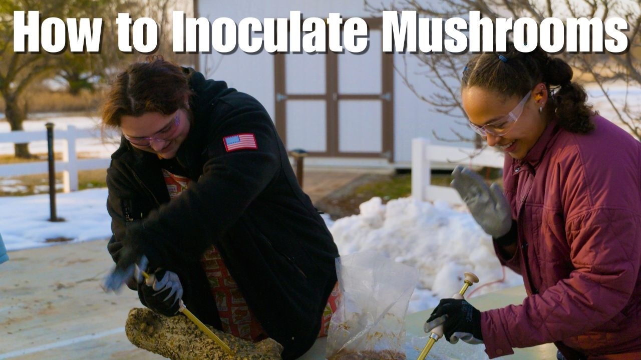 How to Grow Shiitake Mushrooms on Logs 🍄 (Step-by-Step Log Inoculation Guide for Beginners)