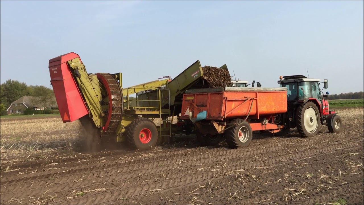Zetmeel aardappelen rooien met MF en Bergmann K 90 rooimachine