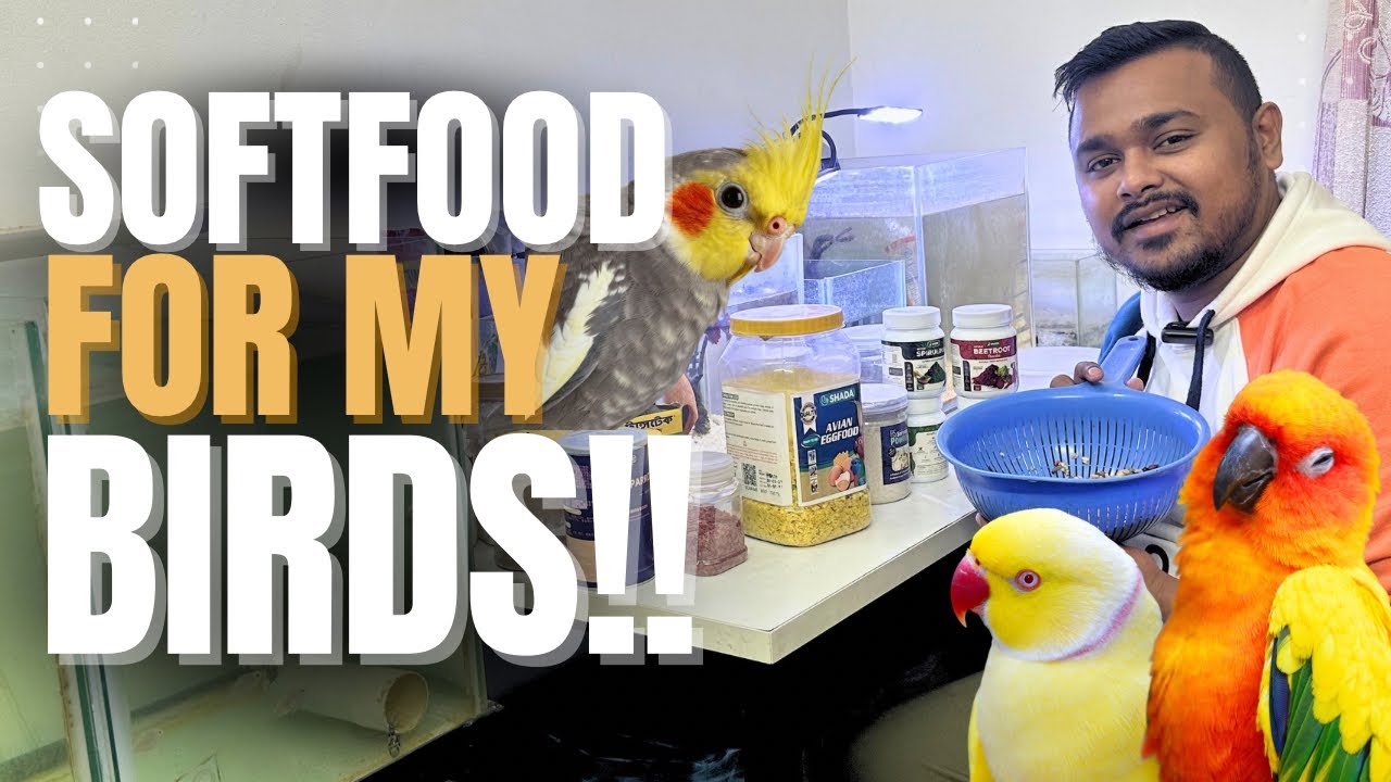 Soft Food Recipe for my Birds! Explained!!