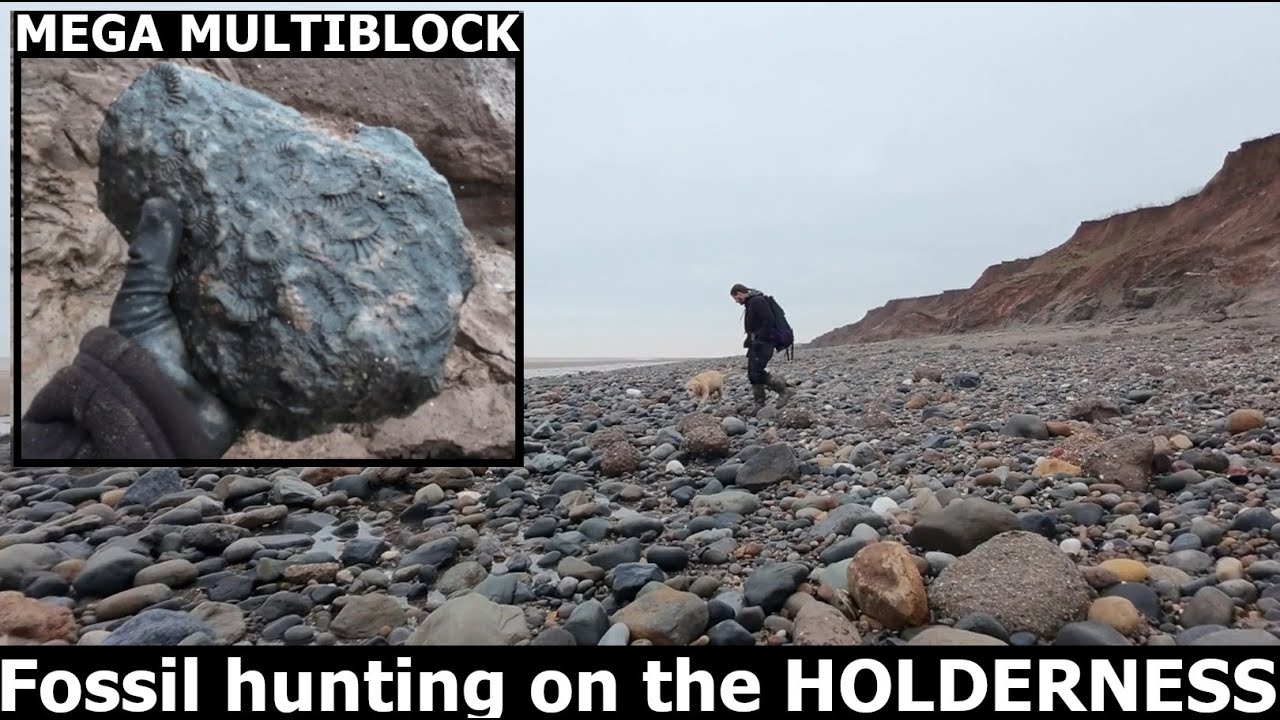 #fossilhunting on the Holderness coast - Holmpton with @fossilsoft