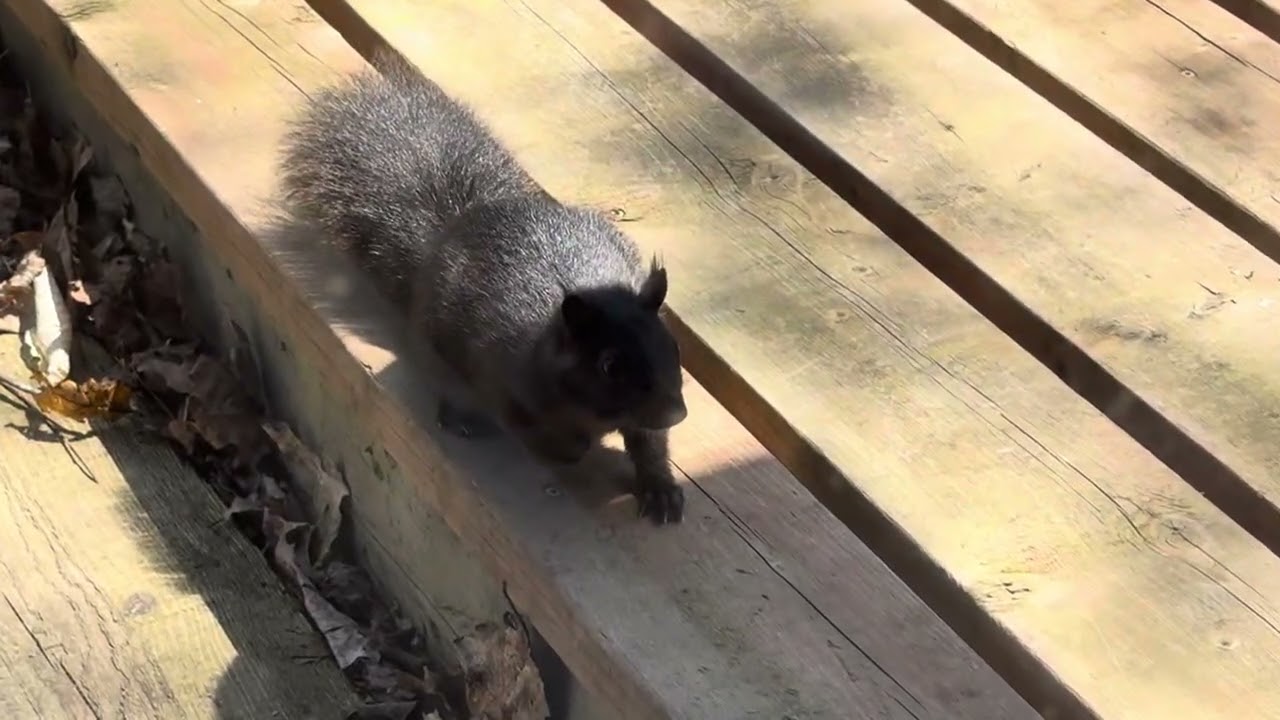 Chipmunk - Squirrel Interactions