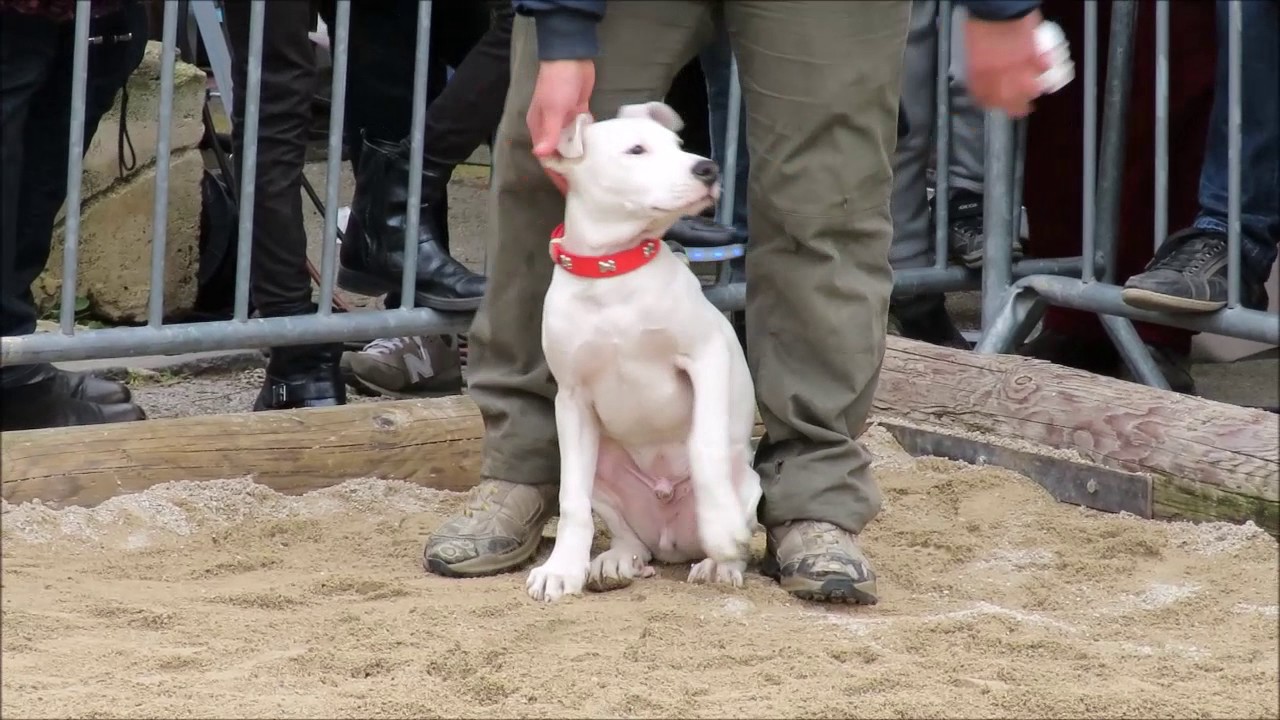 Démonstration de cavage. Chien. Recherche de truffes
