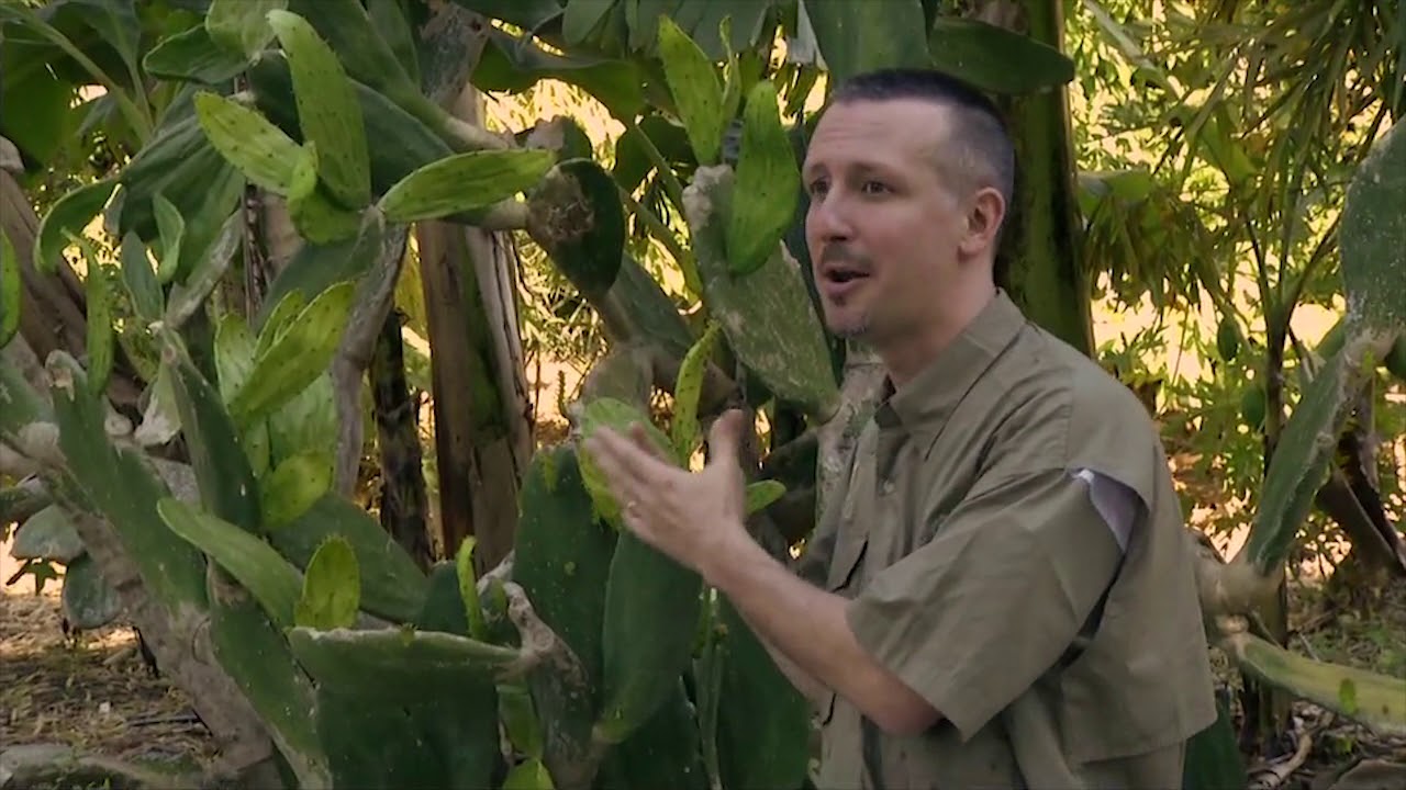 Perennial Vegetables Workshop @ECHO - Eric Toensmeier