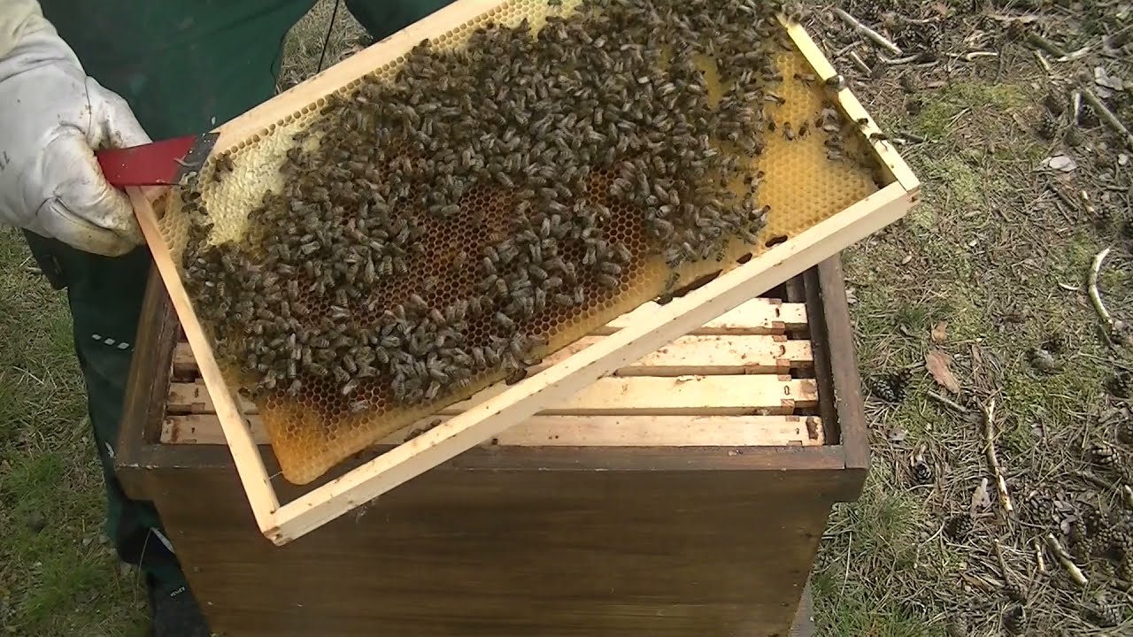 Bienenkönigin suchen und zeichnen