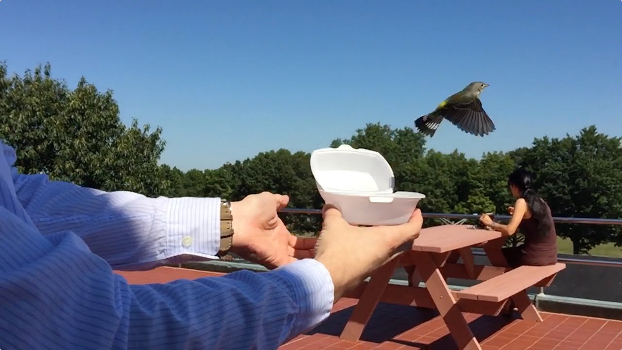Bye Little Bird - Original Footage