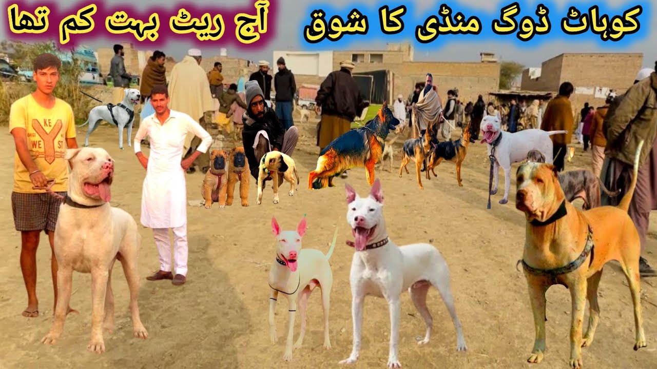 Pakistan Famous Dogs Market 🐕 Kohati gultair Attack on bully Dog | Kohat Dog Market | Pk Animals