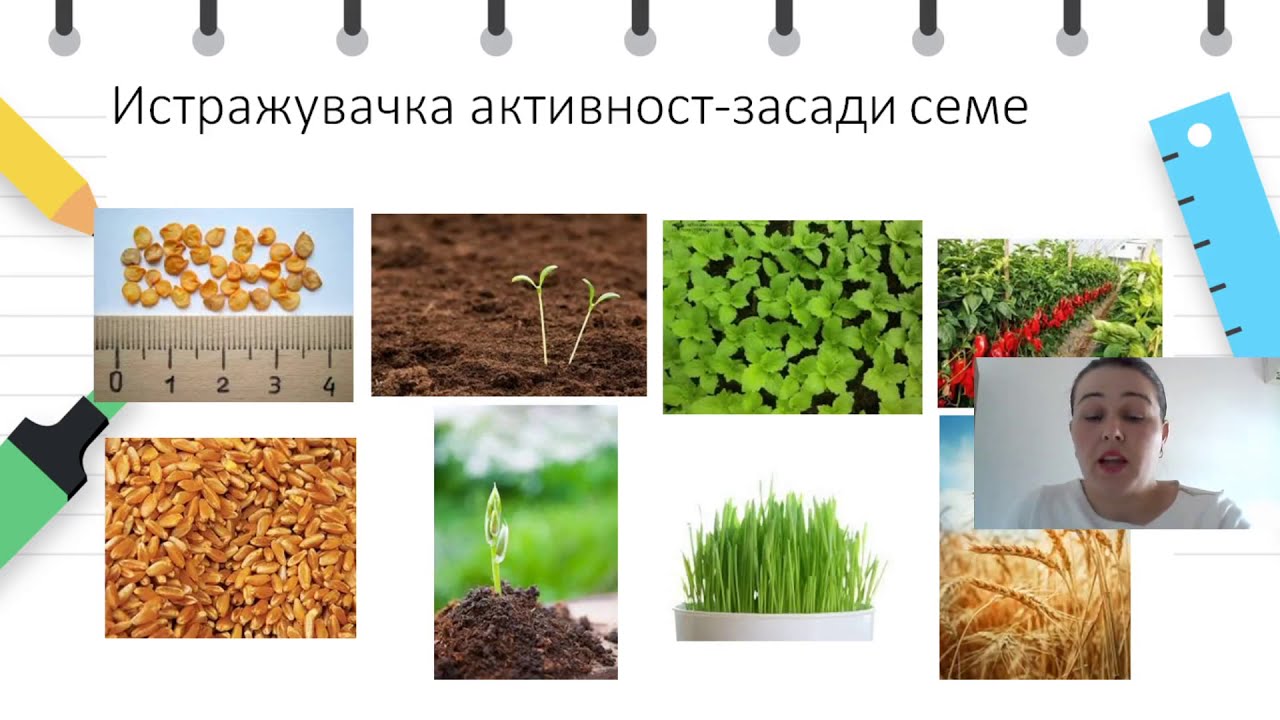I одделение - Природни науки - Одгледување на растенија