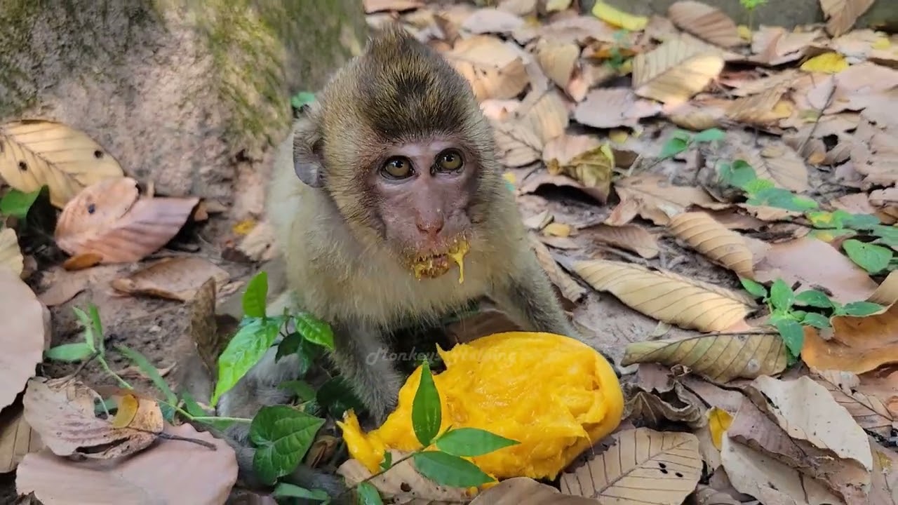 Please help adorable little this monkey, Please watch  this is his living situation now.