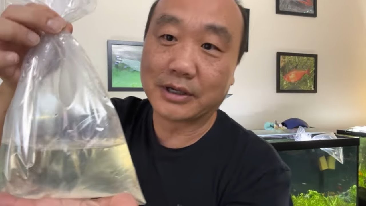 Cool New Fish + Algae Eaters For Fish Tanks