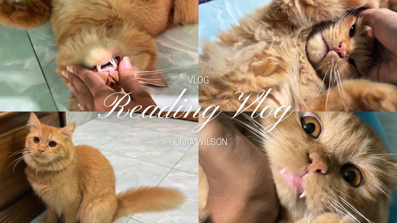 Cats, Chaos, and Cuteness! #cocobaby #cococat #catvlog #animallovers #Child#catlovers 