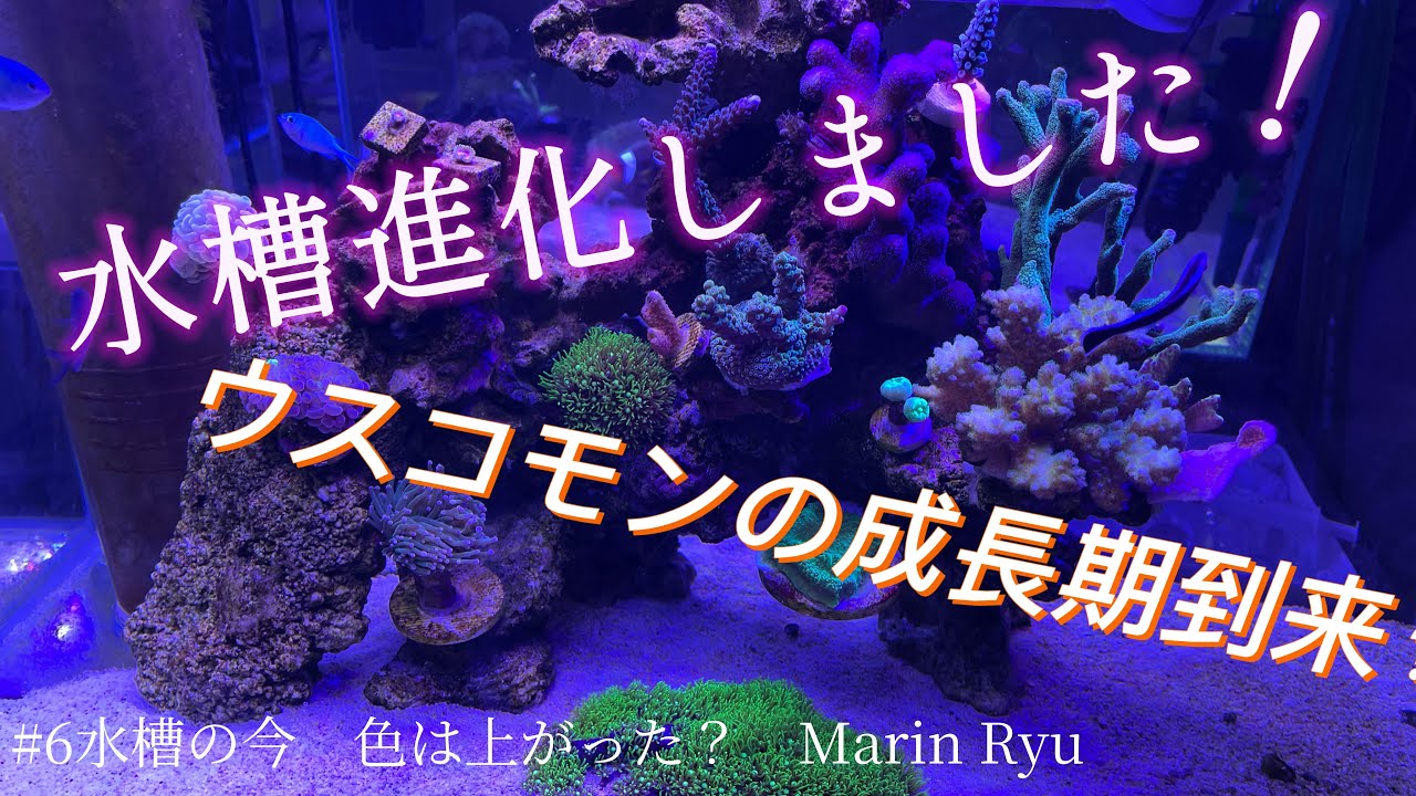 #6水槽進化しました！ウスコモンの成長期到来？　水槽の今は？　MarinRyu