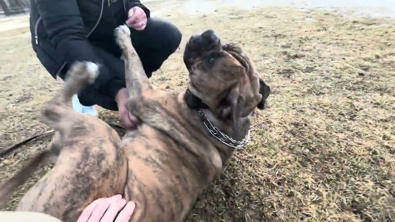 Training Owners How to Handle Aggressive Dog: 