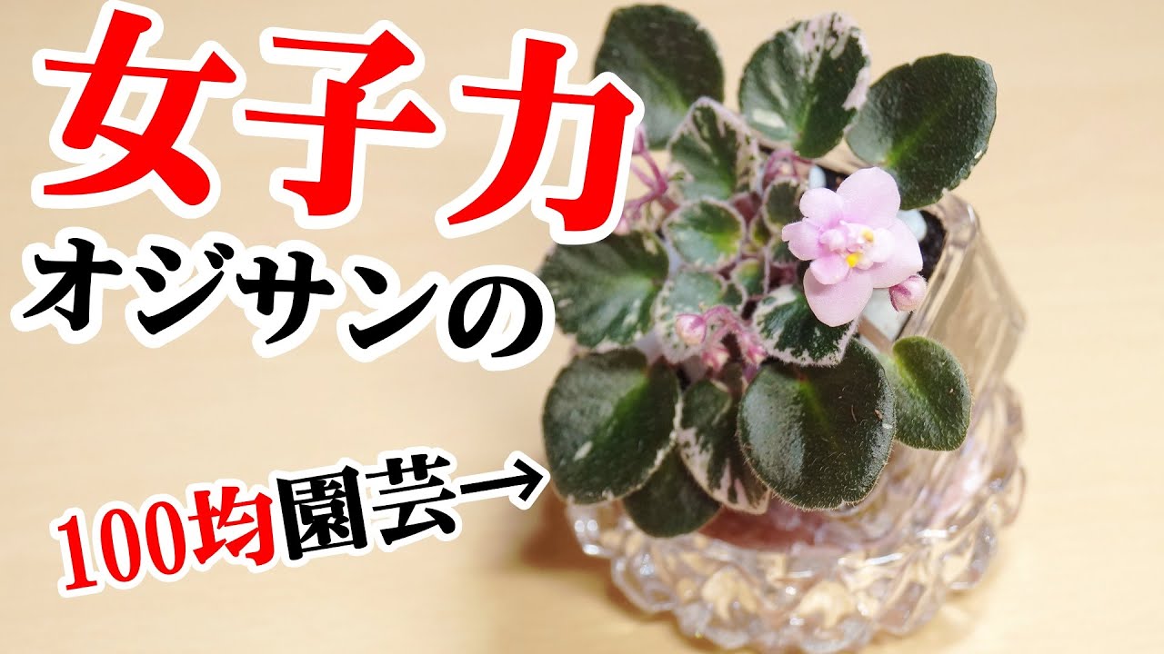 100均でミニ観葉植物をアレンジ♪超優秀なアイテム詰め合わせ！【セントポーリア】