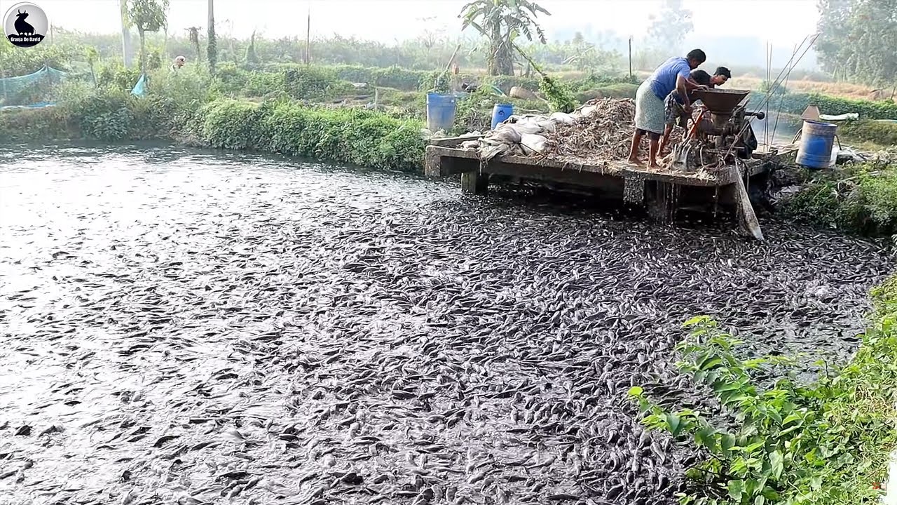 Granja de bagre - Millones de bagres se cr&iacute;an de esta manera para obtener carne
