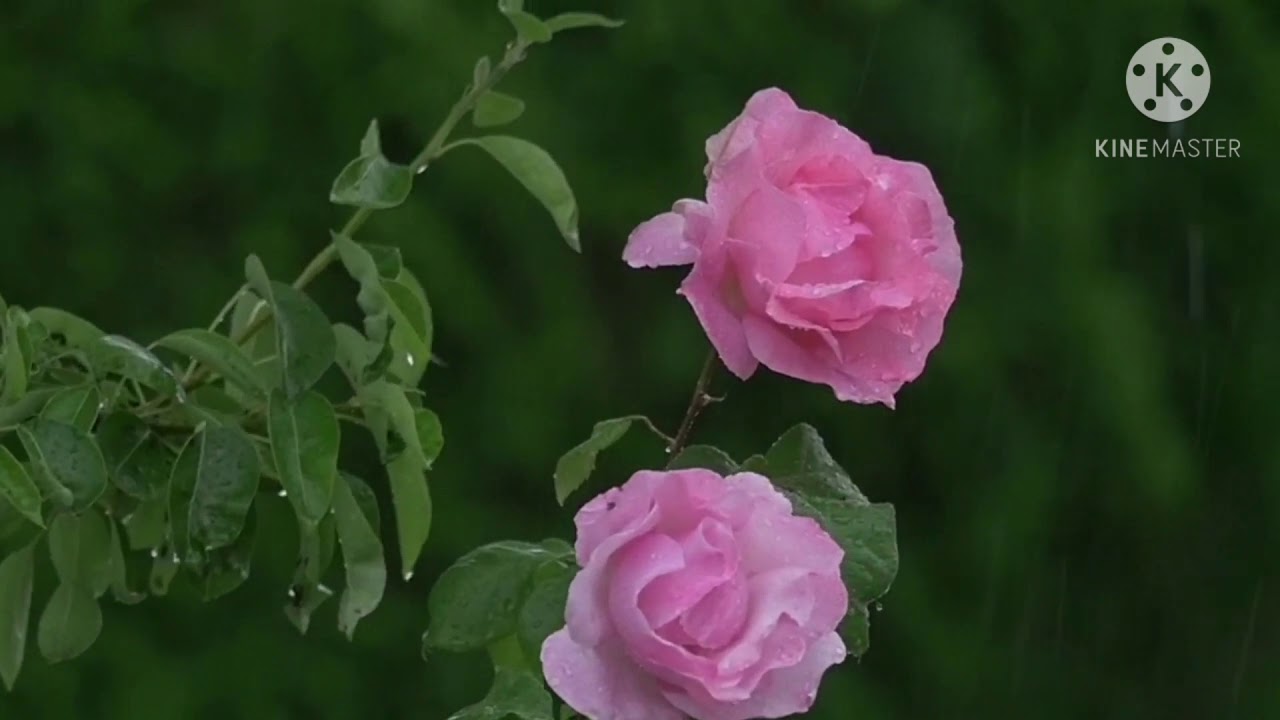 صوت المطر مع موسيقى بيانو هادئة/ إسترخاء،  تأمل، نوم، دراسة/ Rain with piano music
