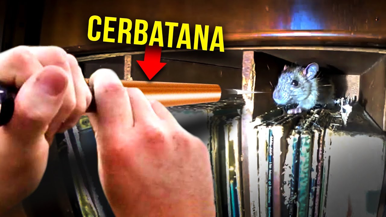 ¡¡EXTERMINACIÓN MASIVA DE RATA!! CERBATANA Y TRAMPAS GEMELAS...