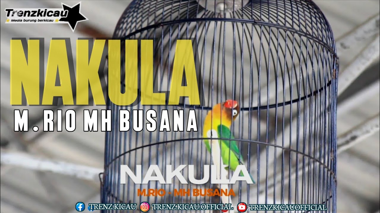 LOVE BIRD GAYA ULAA..NAKULA MILIK M.RIO MH BUSANA DI ANNIV ELPIZI IBDEPENDENT