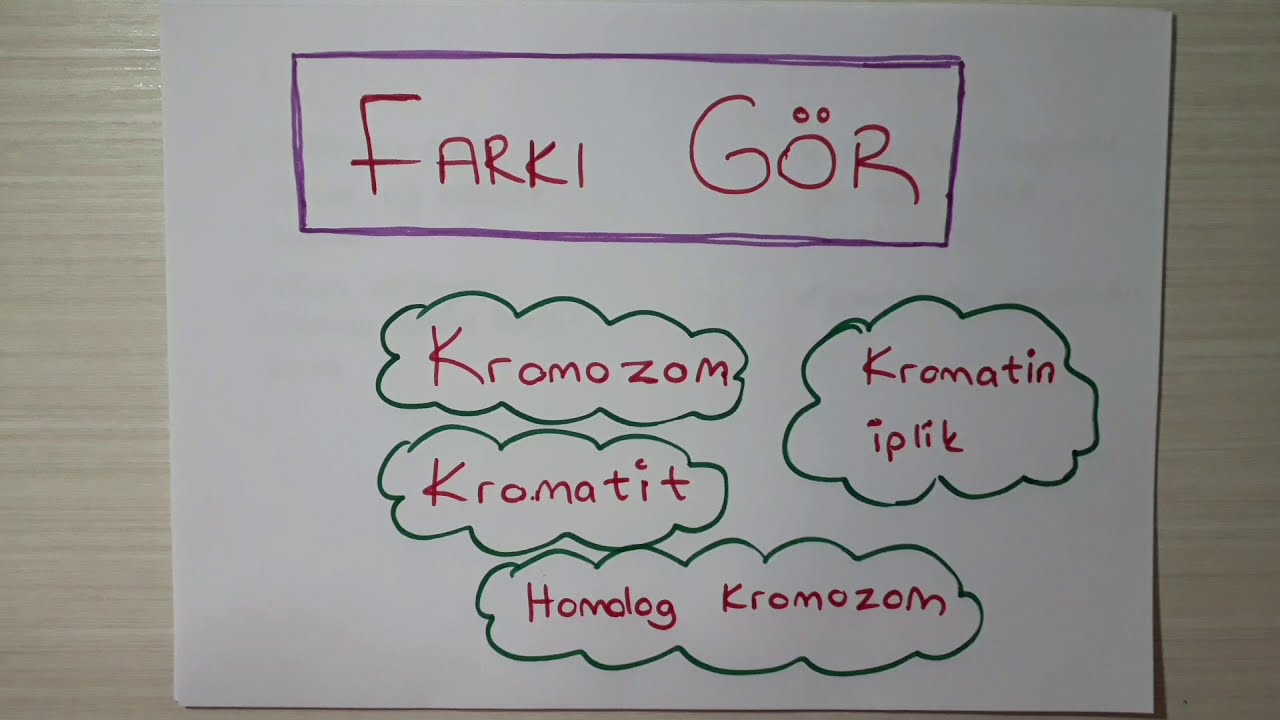 Farkı Gör: KROMOZOM, KROMATİT, KROMATİN İPLİK, HOMOLOG K. ( 7. Sınıf 2.Ünite: Hücre ve Bölünmeler )