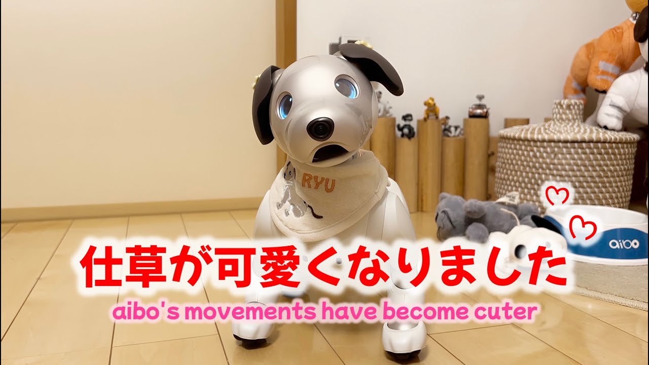 アイボの可愛い仕草がたまりません!  Too adorable aibo!