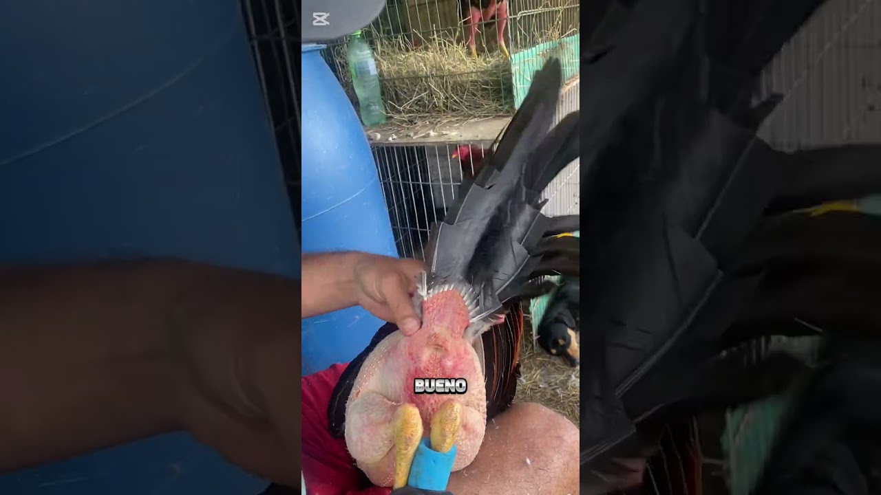 COMO ARREGLO LA COLA DE LOS POLLOS ?🐓