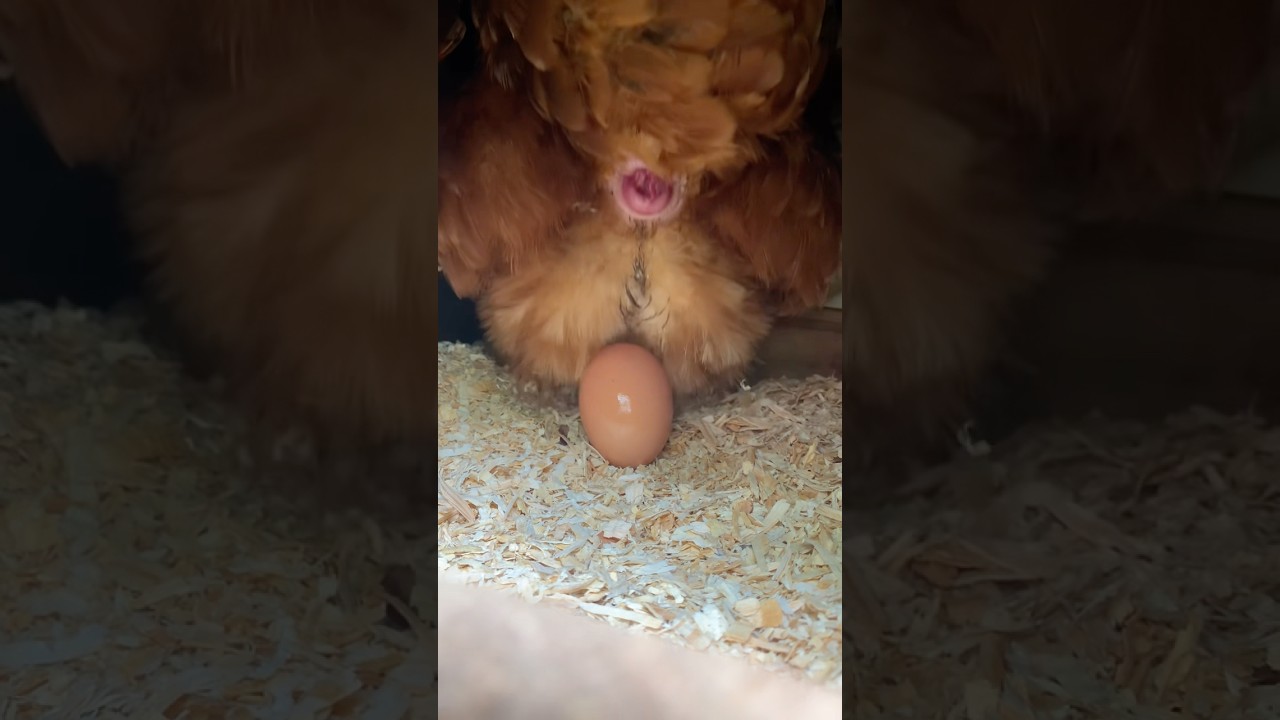 Chicken Laying Egg #whistle #chicken #egg